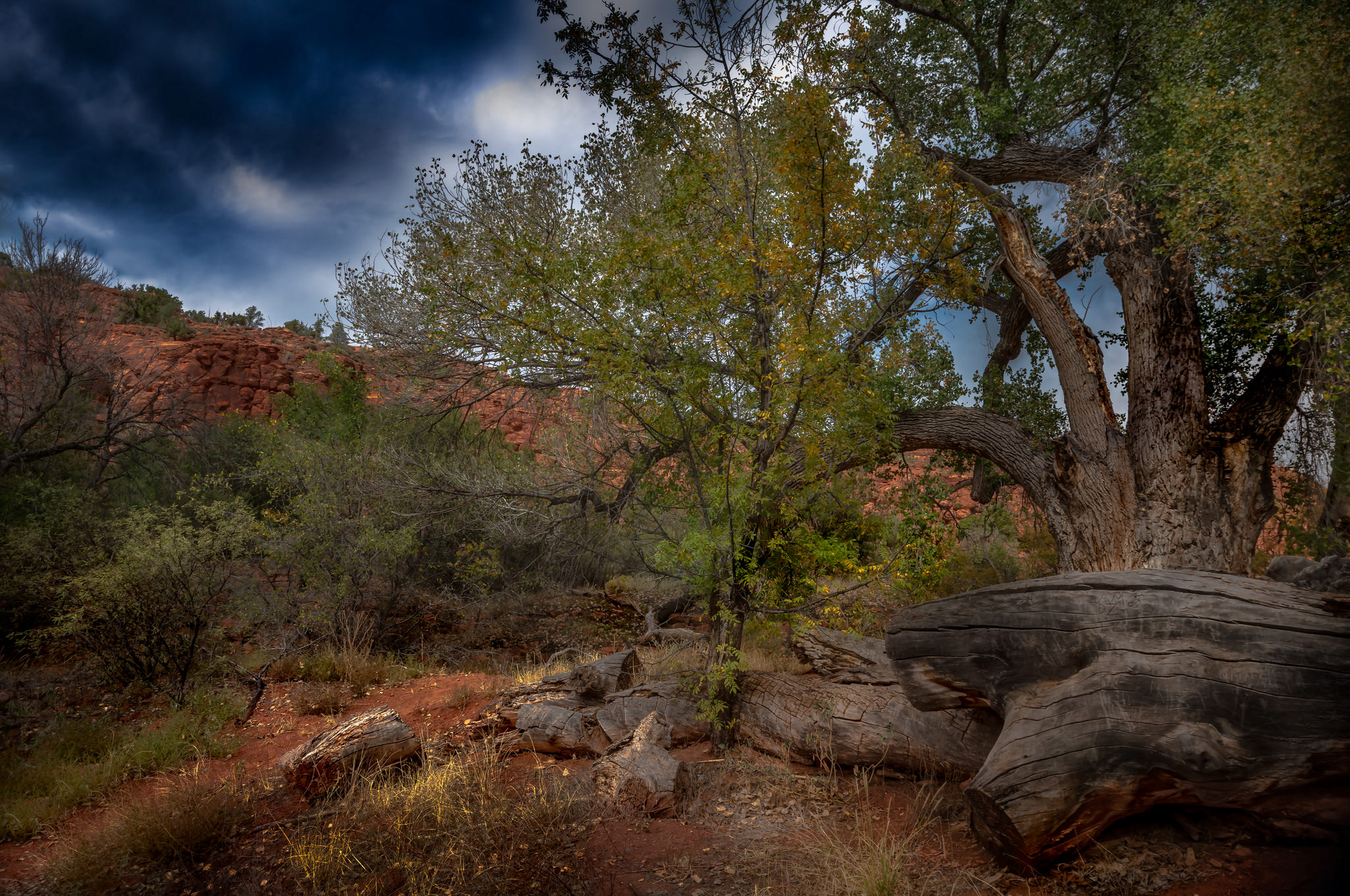 The tree trunk and the armadillo's nest